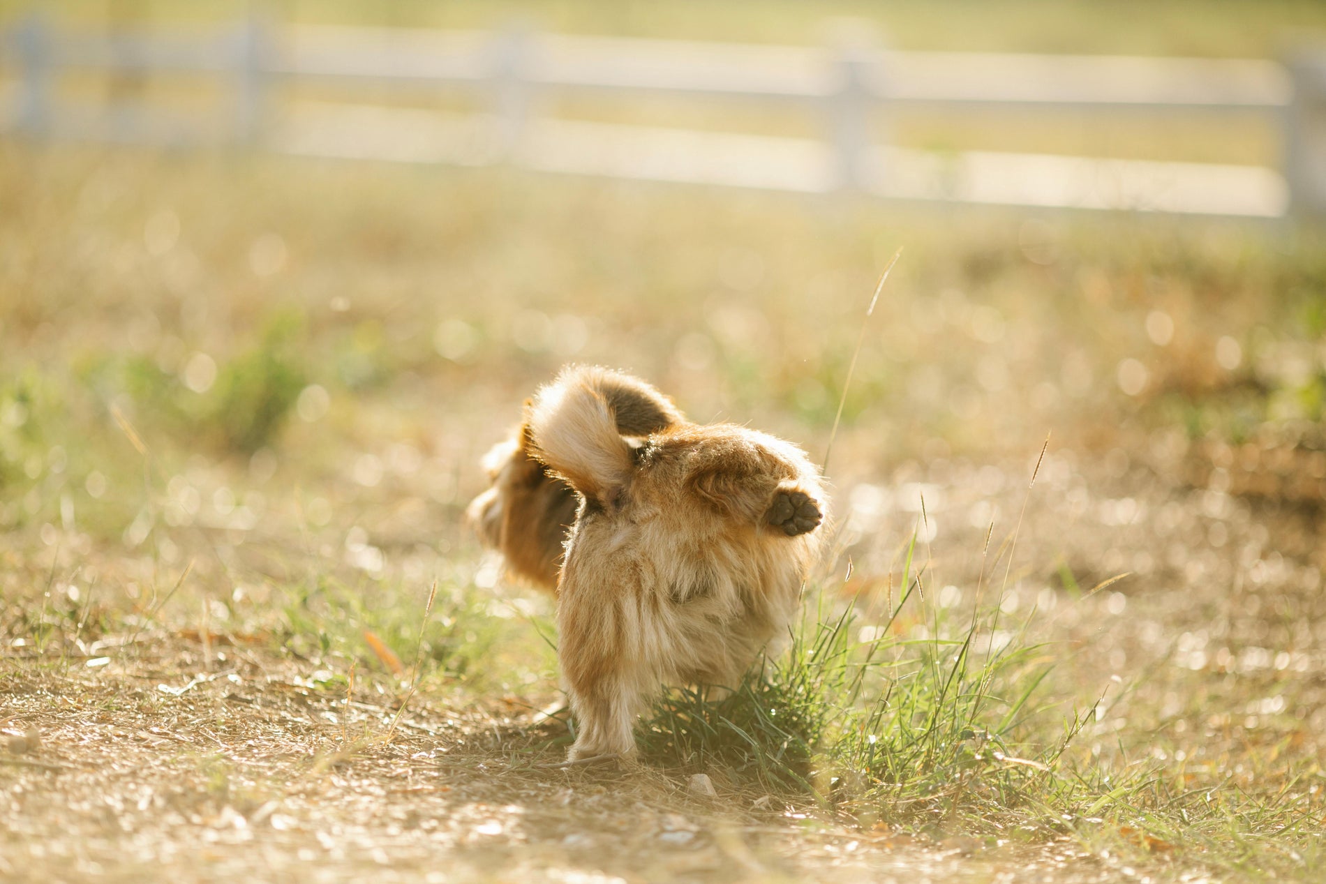 How to Potty Train Your New Puppy